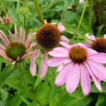Purple Coneflower (Echinacea purpurea), Royal Botanic Garden Sydney NSW