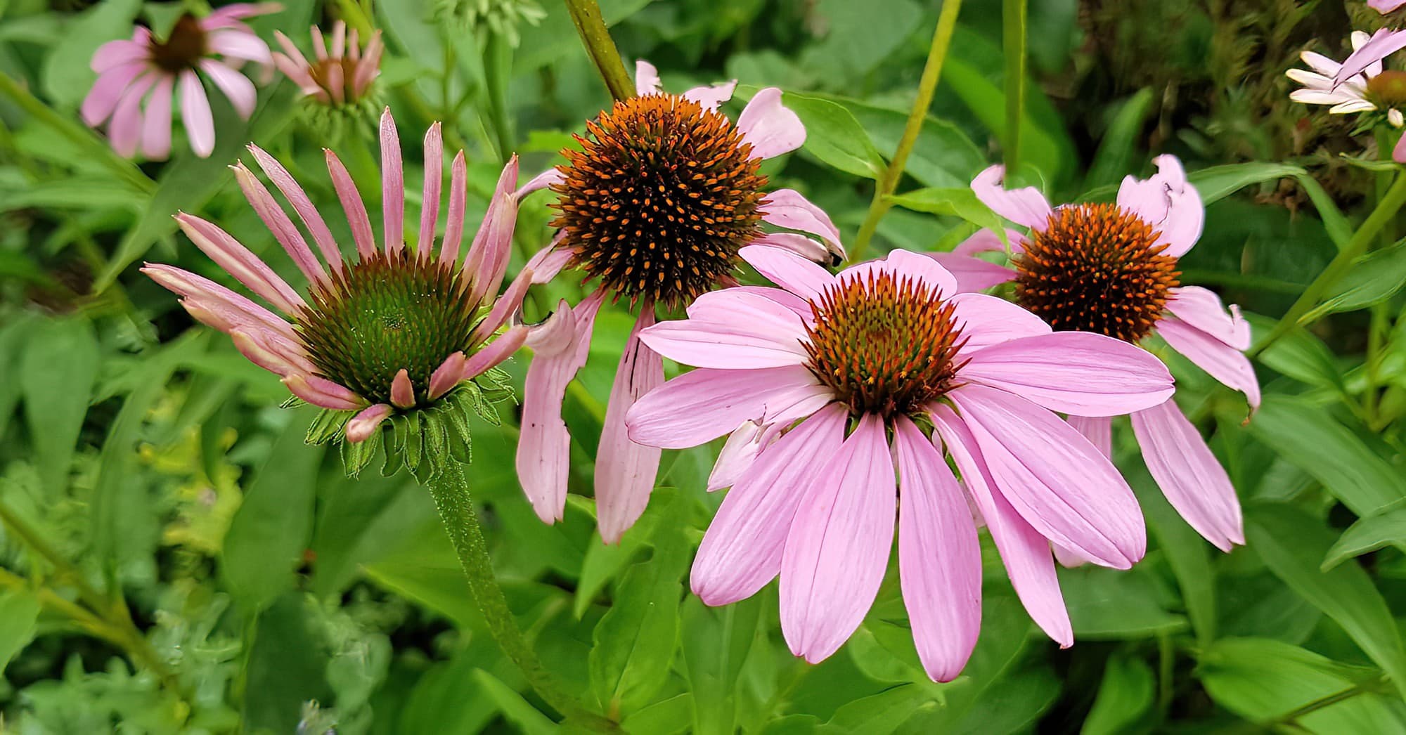 Purple Coneflower (Echinacea purpurea), Royal Botanic Garden Sydney NSW