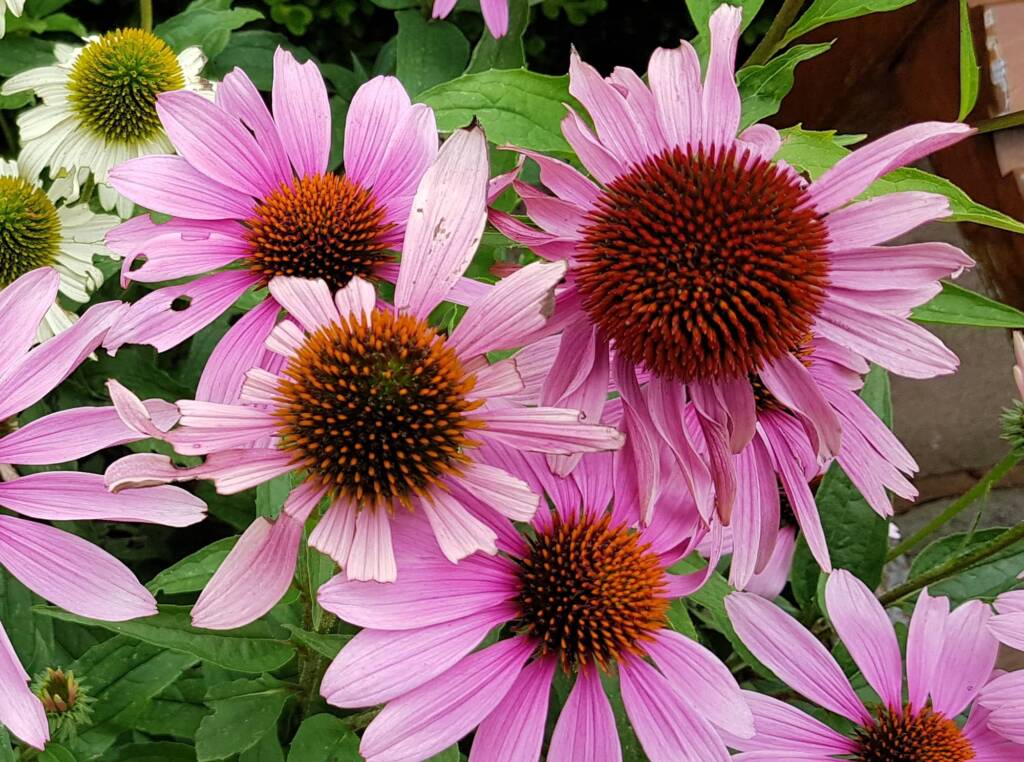 Purple Coneflower (Echinacea purpurea), Royal Botanic Garden Sydney NSW
