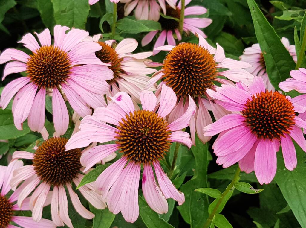 Purple Coneflower (Echinacea purpurea), Royal Botanic Garden Sydney NSW