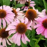 Purple Coneflower (Echinacea purpurea), Royal Botanic Garden Sydney NSW