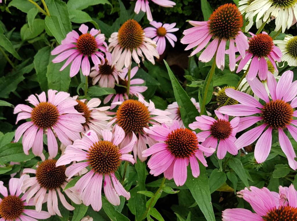 Purple Coneflower (Echinacea purpurea), Royal Botanic Garden Sydney NSW
