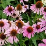Purple Coneflower (Echinacea purpurea), Royal Botanic Garden Sydney NSW