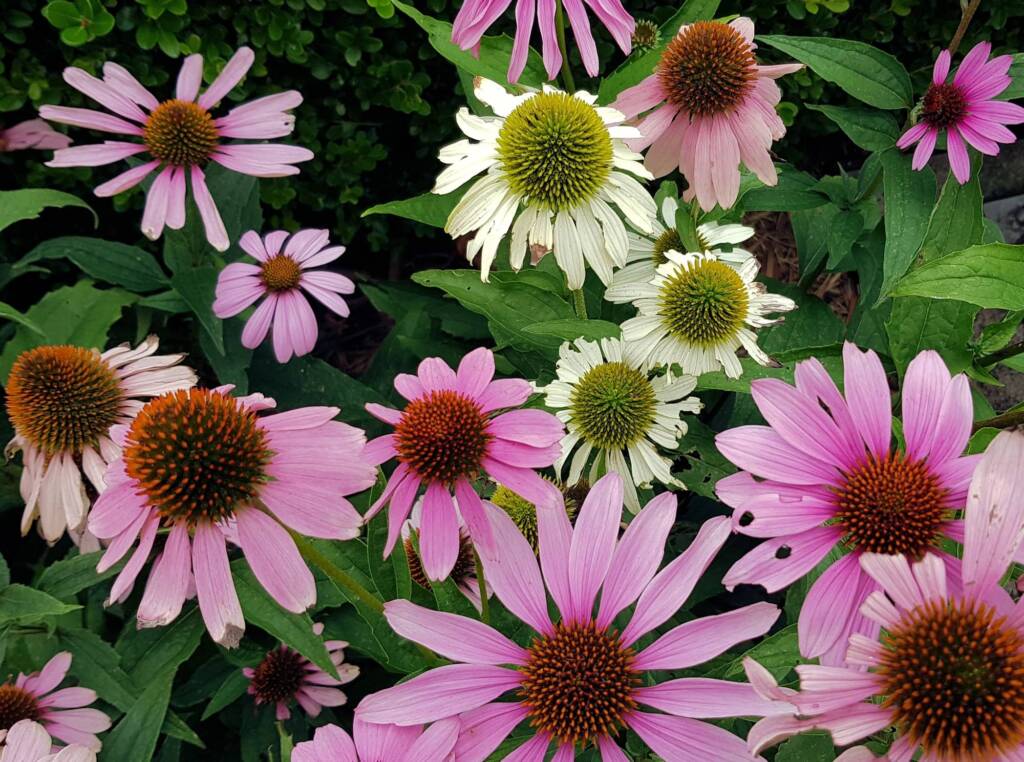 Echinacea purpurea, Royal Botanic Garden Sydney NSW