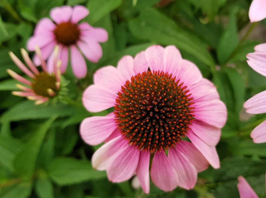 Purple Coneflower (Echinacea purpurea), Royal Botanic Garden Sydney NSW