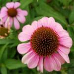 Purple Coneflower (Echinacea purpurea), Royal Botanic Garden Sydney NSW