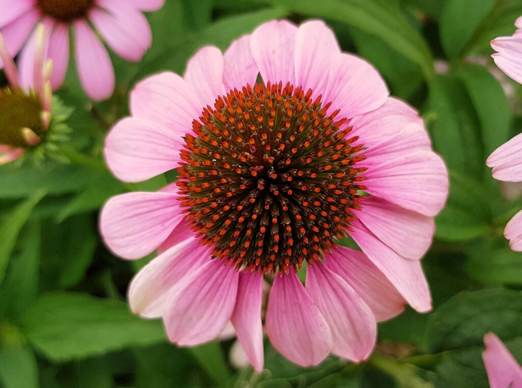 Purple Coneflower (Echinacea purpurea), Royal Botanic Garden Sydney NSW
