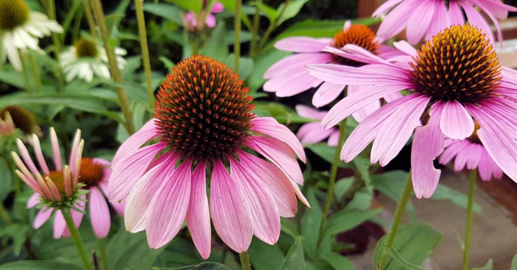 Purple Coneflower (Echinacea purpurea), Royal Botanic Garden Sydney NSW