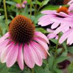 Purple Coneflower (Echinacea purpurea), Royal Botanic Garden Sydney NSW