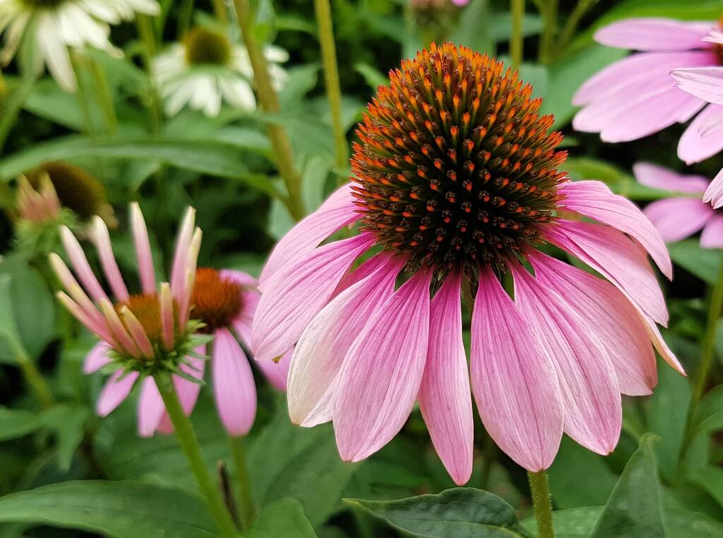 Purple Coneflower (Echinacea purpurea), Royal Botanic Garden Sydney NSW