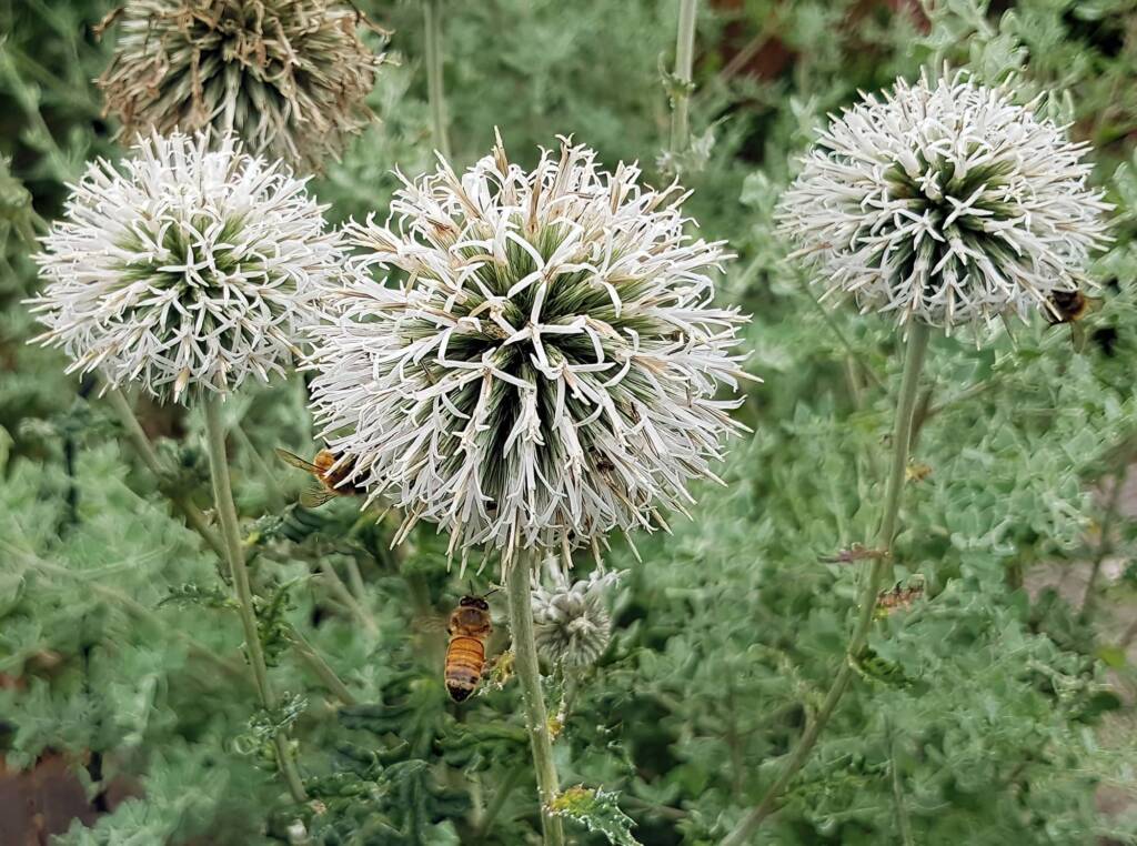 Glandular Globe Thistle (Echinops sphaerocephalus), Royal Botanic Garden Sydney NSW
