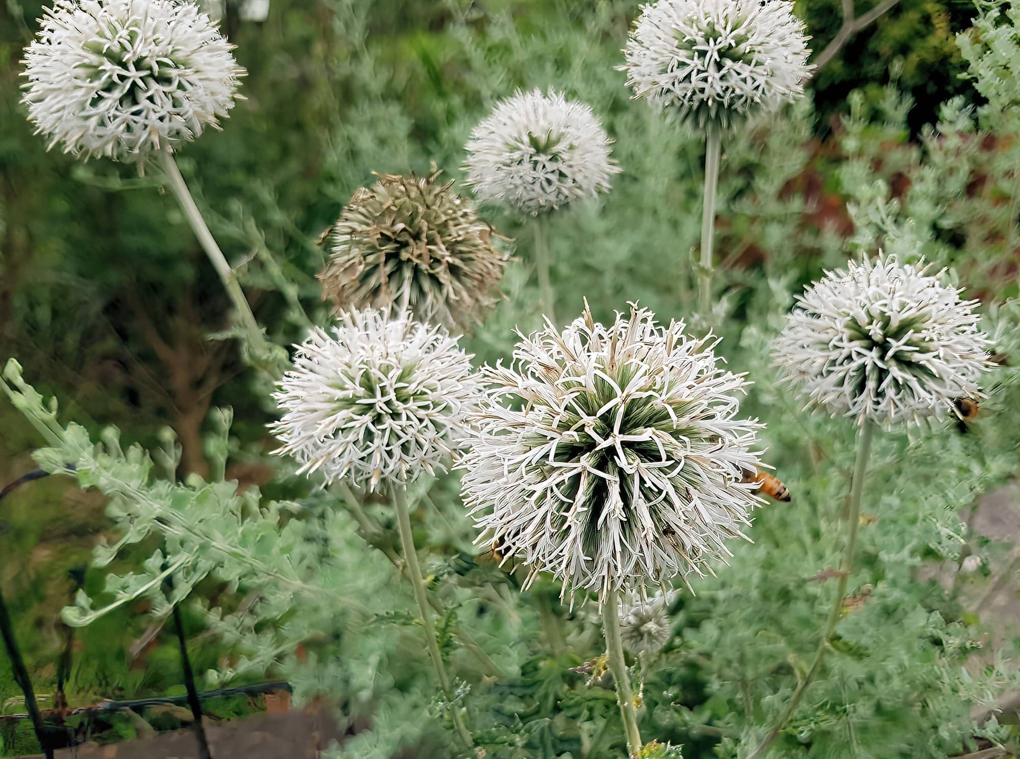Glandular Globe Thistle (Echinops sphaerocephalus), Royal Botanic Garden Sydney NSW