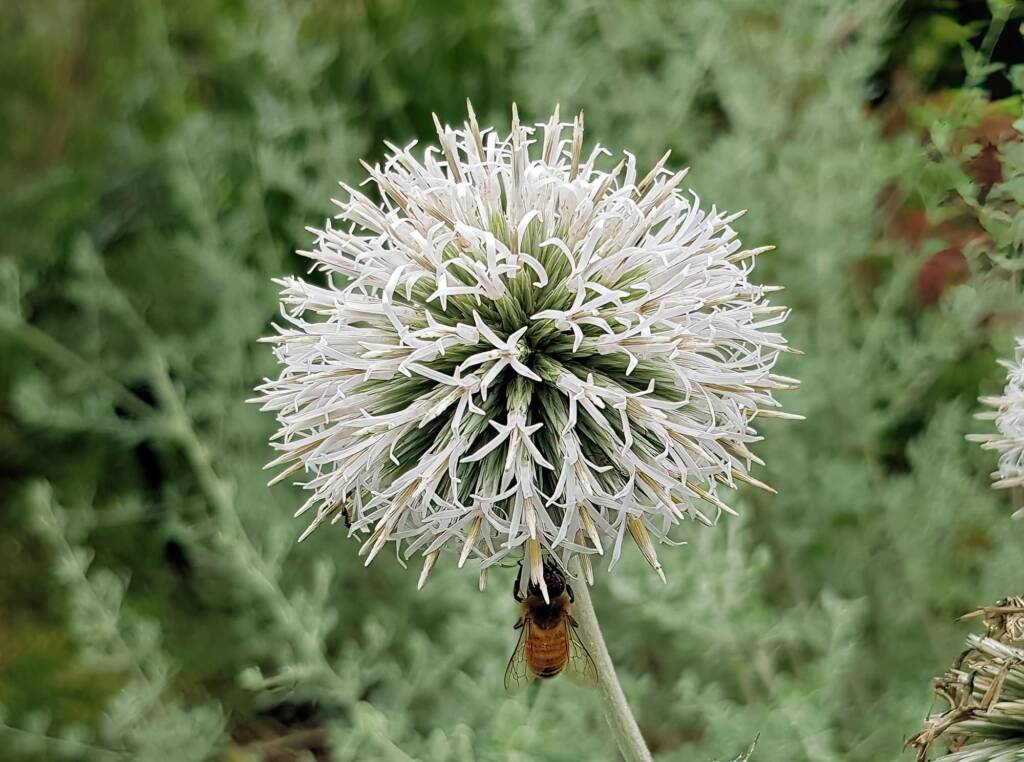 Glandular Globe Thistle (Echinops sphaerocephalus), Royal Botanic Garden Sydney NSW