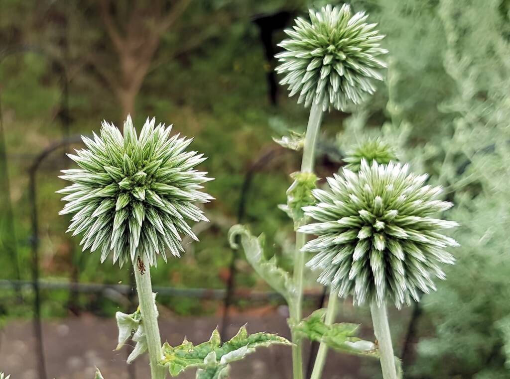 Glandular Globe Thistle (Echinops sphaerocephalus), Royal Botanic Garden Sydney NSW