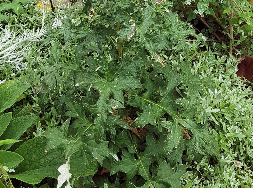 Glandular Globe Thistle (Echinops sphaerocephalus), Royal Botanic Garden Sydney NSW