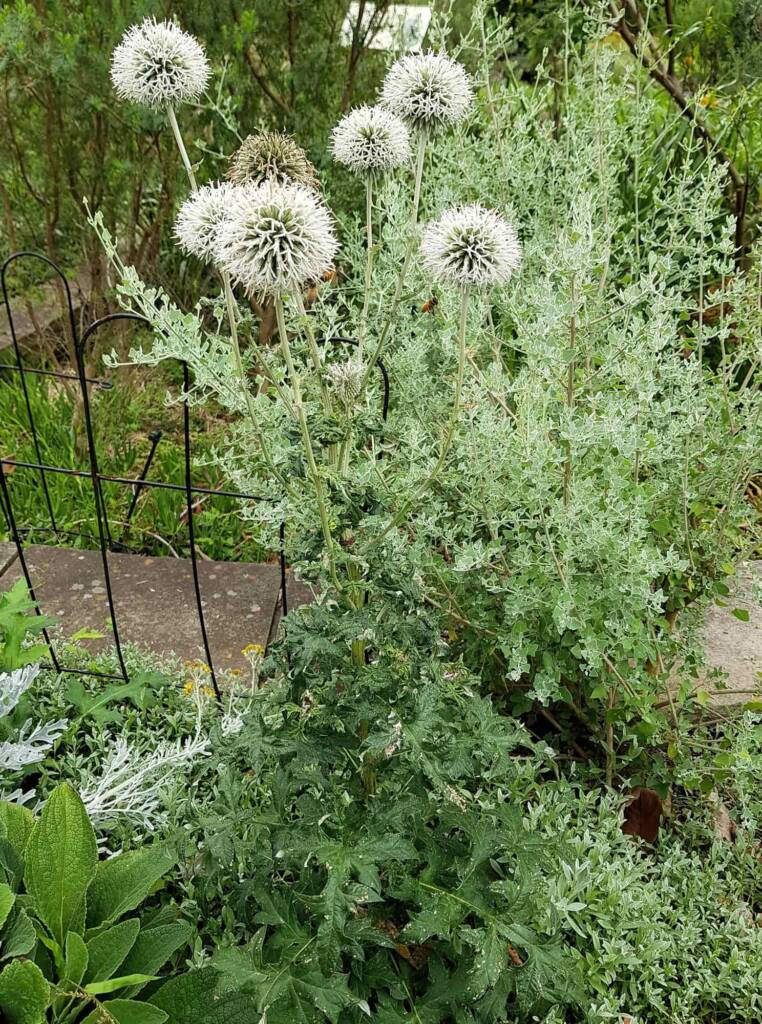 Glandular Globe Thistle (Echinops sphaerocephalus), Royal Botanic Garden Sydney NSW