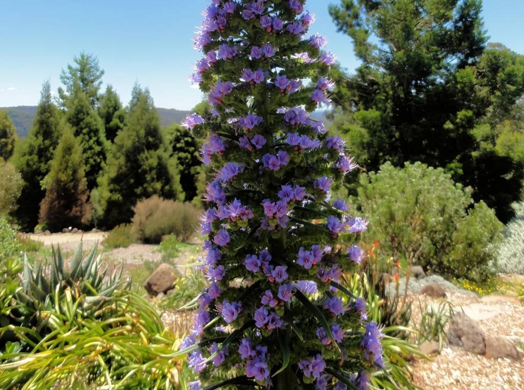 Echium Pininana (Blue Steeple), Blue Mountains Botanic Garden, NSW