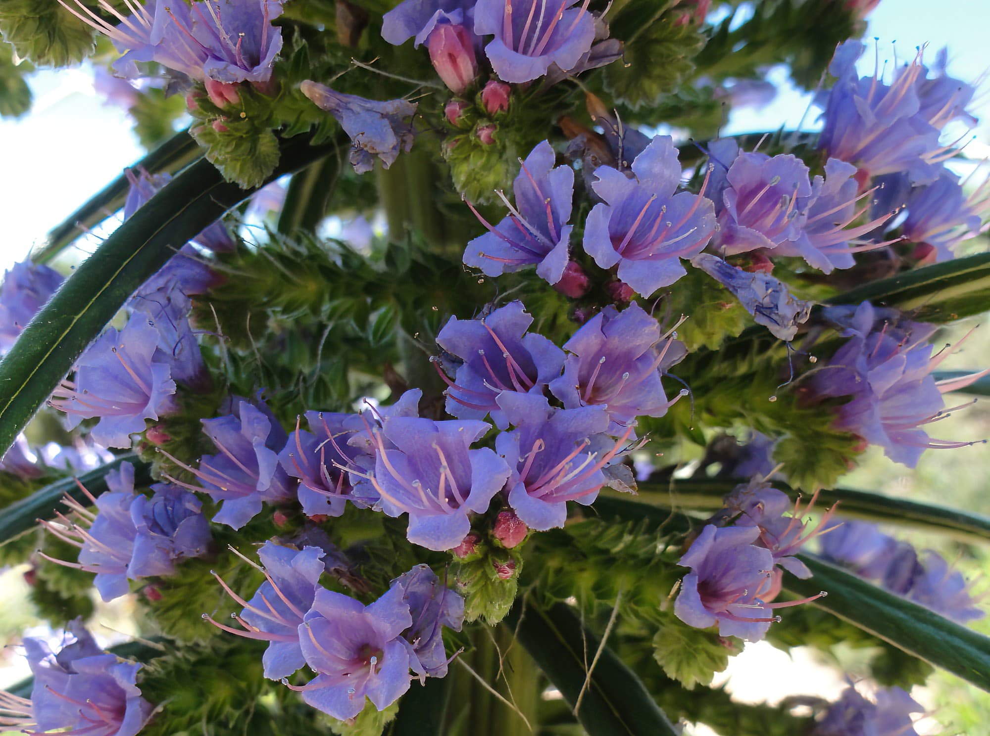 Echium Pininana (Blue Steeple), Blue Mountains Botanic Garden, NSW