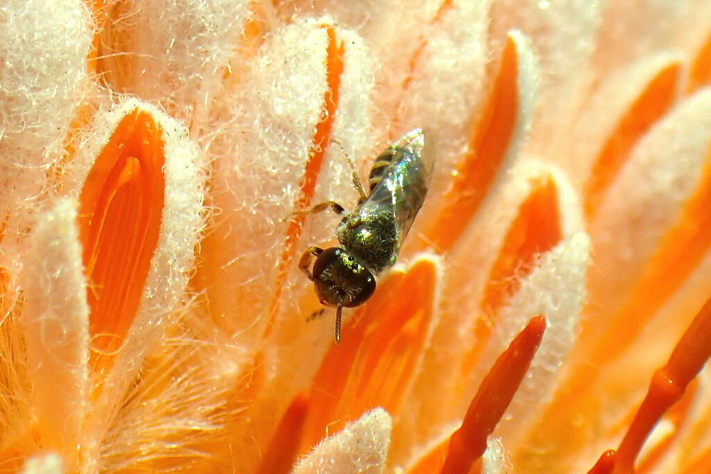 Euryglossinae (Euhesma), Geraldton, Midwest WA © Gary Taylor