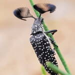 Feather-horned Beetle (Rhipicera carinata), Carine bushland/wetland WA © Michelle Dreher