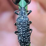 Feather-horned Beetle (Rhipicera carinata), Carine bushland/wetland WA © Michelle Dreher
