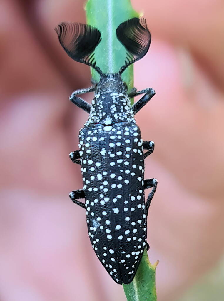 Feather-horned Beetle (Rhipicera carinata), Carine bushland/wetland WA © Michelle Dreher