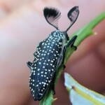 Feather-horned Beetle (Rhipicera carinata), Carine bushland/wetland WA © Michelle Dreher