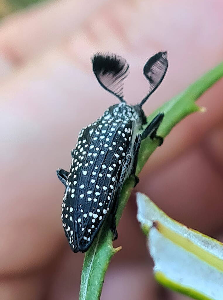 Feather-horned Beetle (Rhipicera carinata), Carine bushland/wetland WA © Michelle Dreher