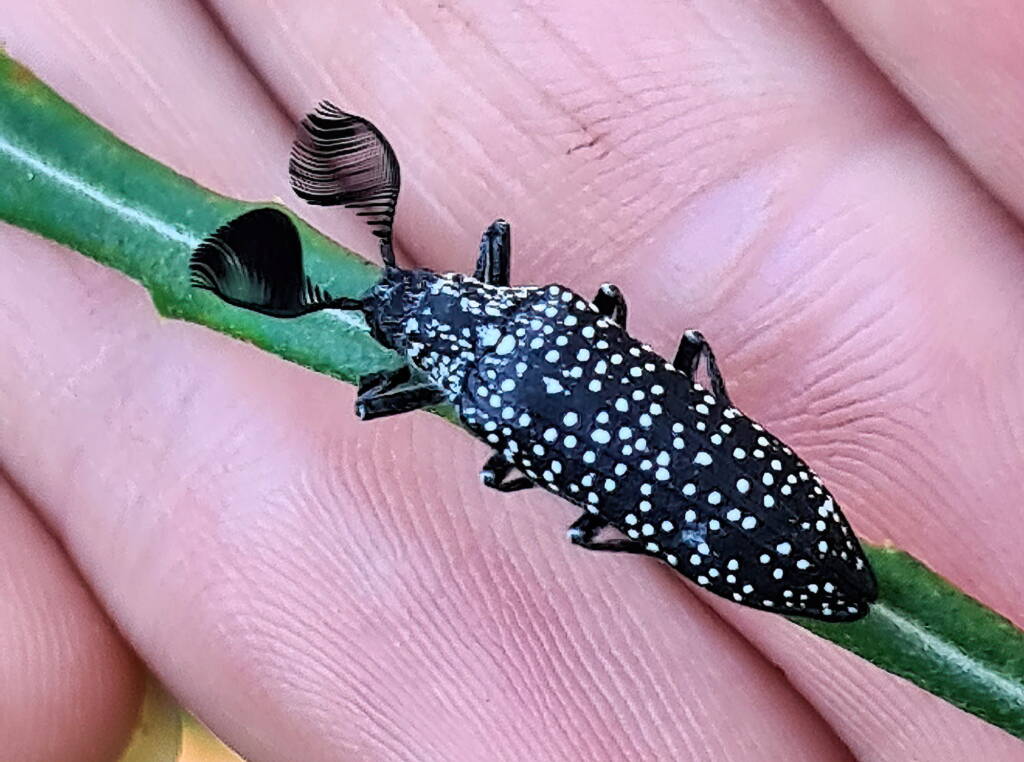 Feather-horned Beetle (Rhipicera carinata), Carine bushland/wetland WA © Michelle Dreher