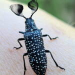 Feather-horned Beetle (Rhipicera carinata), Carine bushland/wetland WA © Michelle Dreher