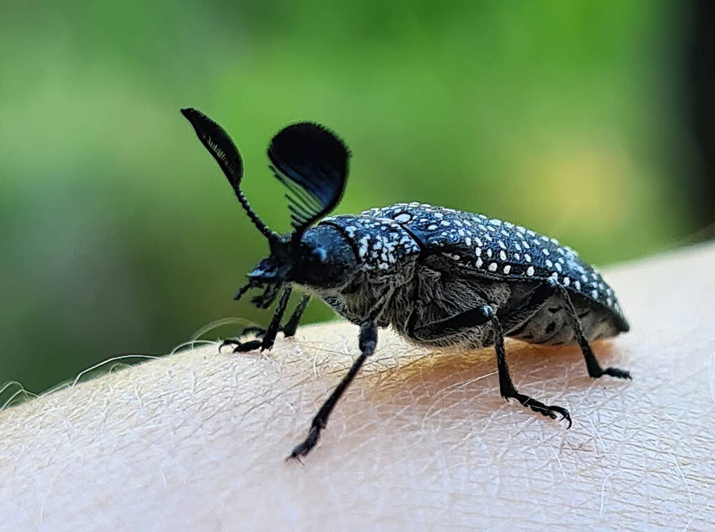Feather-horned Beetle (Rhipicera carinata), Carine bushland/wetland WA © Michelle Dreher