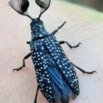 Feather-horned Beetle (Rhipicera carinata), Carine bushland/wetland WA © Michelle Dreher
