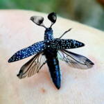 Feather-horned Beetle (Rhipicera carinata), Carine bushland/wetland WA © Michelle Dreher