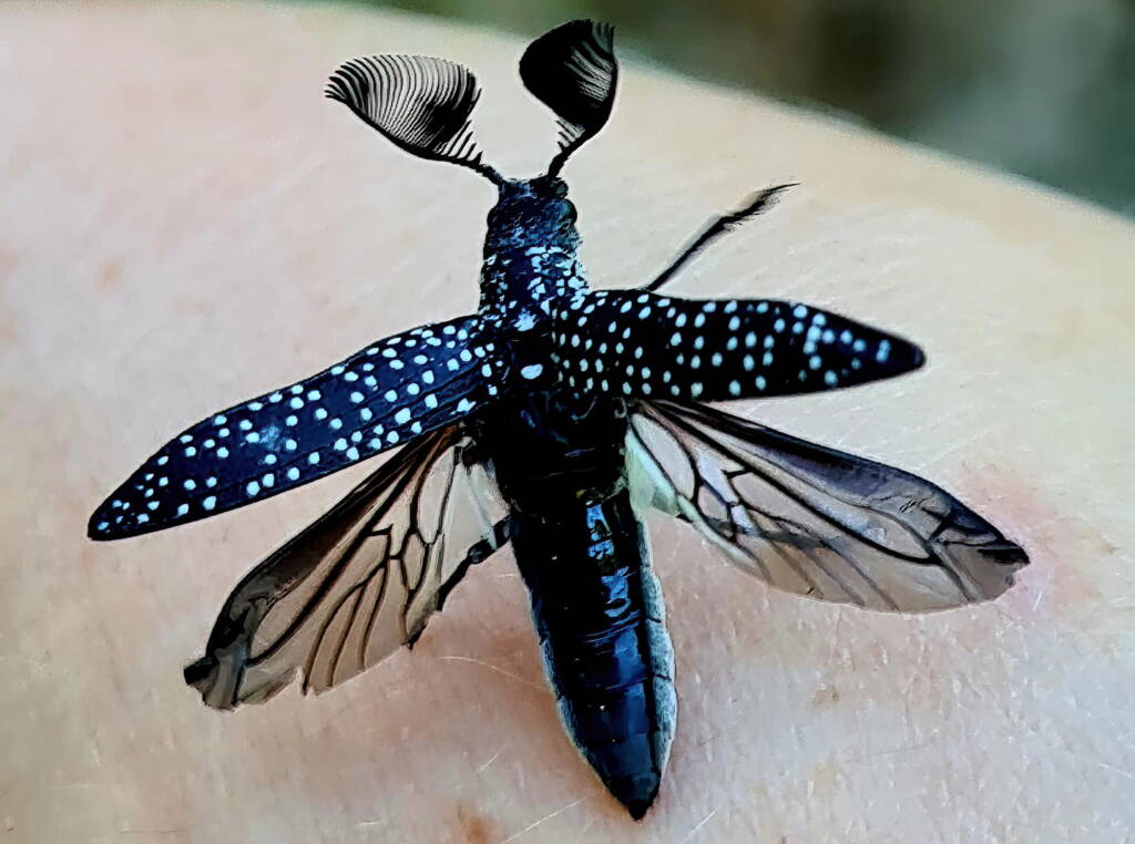 Feather-horned Beetle (Rhipicera carinata), Carine bushland/wetland WA © Michelle Dreher