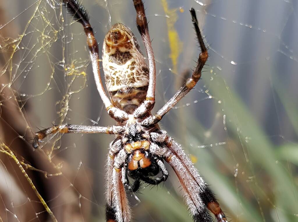 Female Golden Orb-weaver Spider (Trichonephila edulis), Alice Springs NT