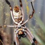 Female Golden Orb-weaver Spider (Trichonephila edulis), Alice Springs NT