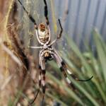 Female Golden Orb-weaver Spider (Trichonephila edulis), Alice Springs NT