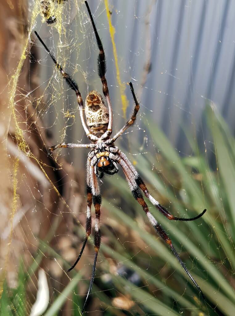 Female Golden Orb-weaver Spider (Trichonephila edulis), Alice Springs NT
