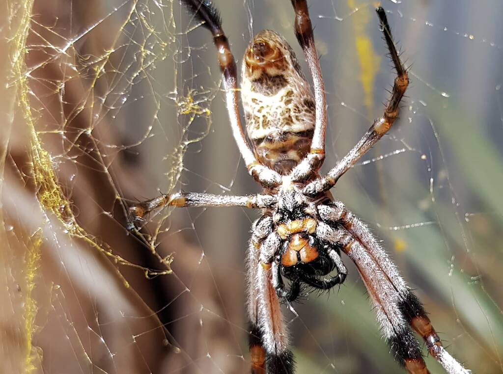Female Golden Orb-weaver Spider (Trichonephila edulis), Alice Springs NT