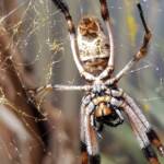 Female Golden Orb-weaver Spider (Trichonephila edulis), Alice Springs NT