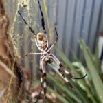 Female Golden Orb-weaver Spider (Trichonephila edulis), Alice Springs NT