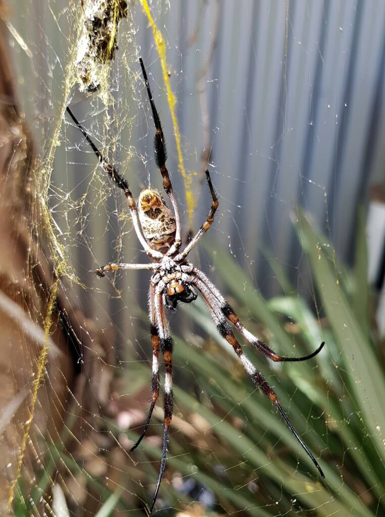 Female Golden Orb-weaver Spider (Trichonephila edulis), Alice Springs NT