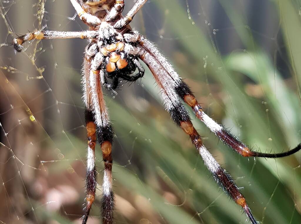 Female Golden Orb-weaver Spider (Trichonephila edulis), Alice Springs NT