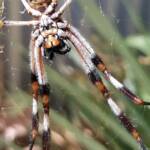 Female Golden Orb-weaver Spider (Trichonephila edulis), Alice Springs NT