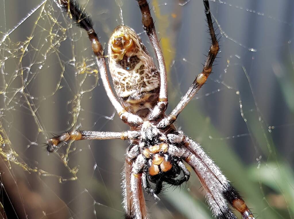 Female Golden Orb-weaver Spider (Trichonephila edulis), Alice Springs NT