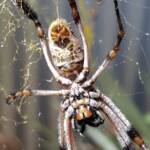 Female Golden Orb-weaver Spider (Trichonephila edulis), Alice Springs NT