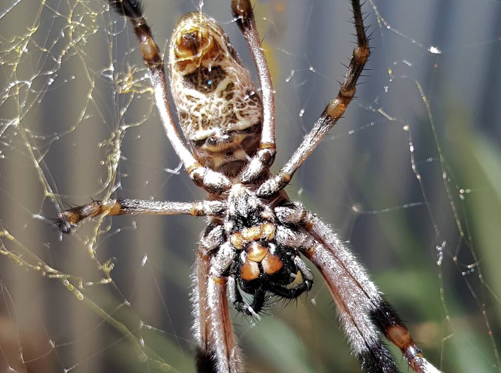 Female Golden Orb-weaver Spider (Trichonephila edulis), Alice Springs NT
