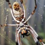 Female Golden Orb-weaver Spider (Trichonephila edulis), Alice Springs NT