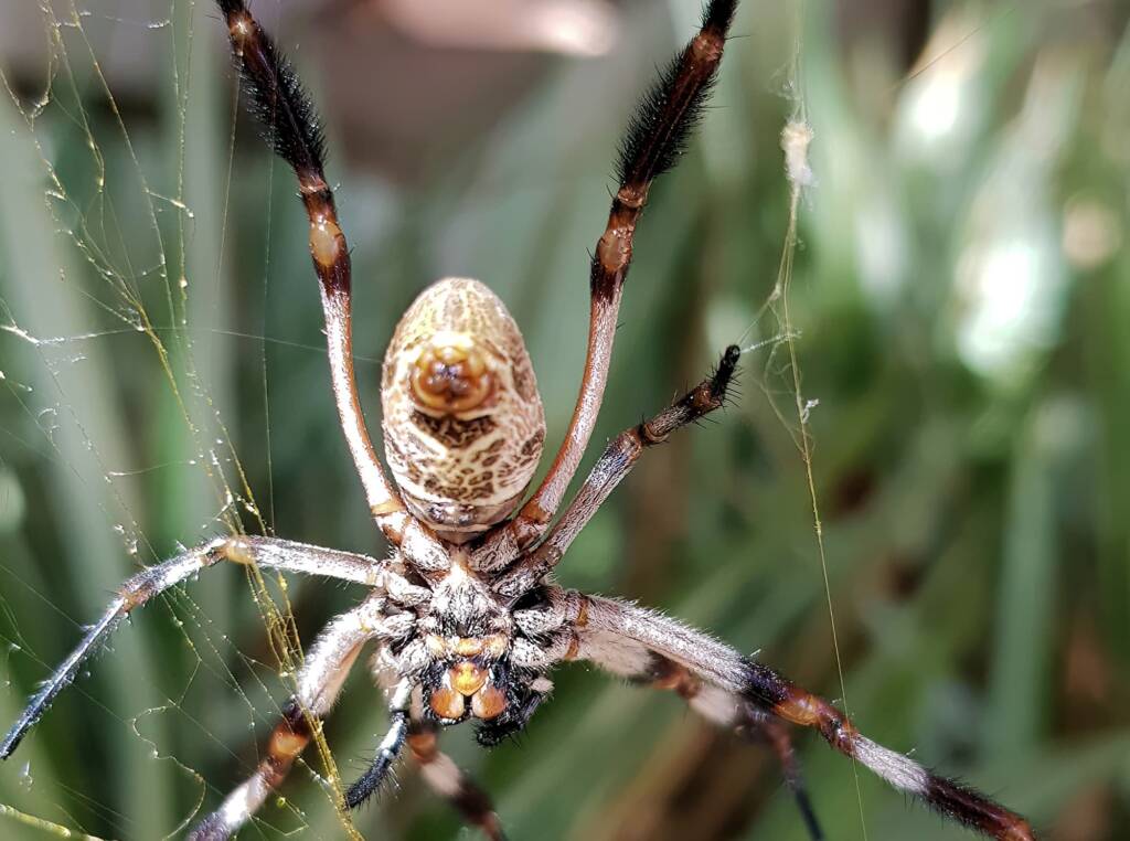 Female Golden Orb-weaver Spider (Trichonephila edulis), Alice Springs NT