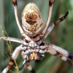 Female Golden Orb-weaver Spider (Trichonephila edulis), Alice Springs NT